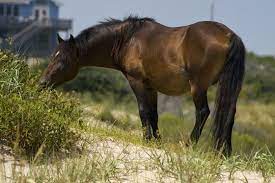 Corolla Wild Horses Photos Tours And Info Outerbanks Com