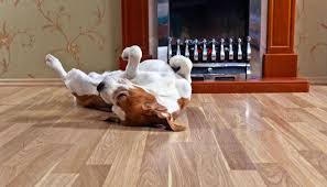 Bedroom, living room and hallways. The Best Floors For Your Pet And Your Home