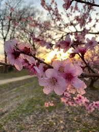 We did not find results for: Jones Orchard Loring Peach Trees Are Starting To Bloom Facebook