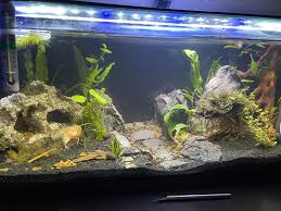 Image result for Nesaea pygmaea