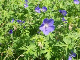Image result for Geranium bohemicum Orhcid Blue