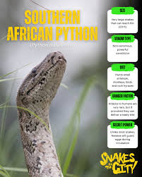 Image result for Dissotis anchietae