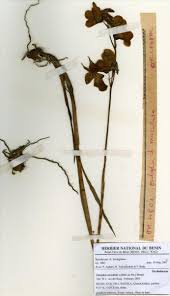 Image result for Eulophia caricifolia