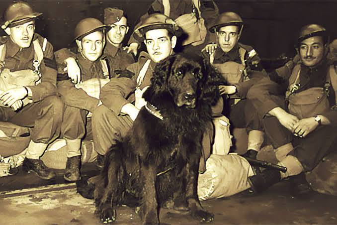 The amazing true tale of Sergeant Gander, the Newfoundland dog