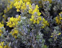 Image result for Adenocarpus