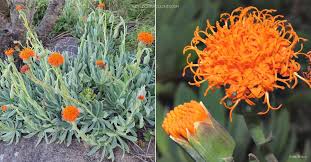 Image result for Kleinia sp.no.1