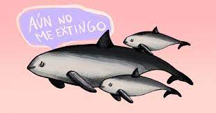 Maybe you would like to learn more about one of these? Como El Avistamiento De Vaquitas Marinas Bebe Da Una Esperanza A La Especie