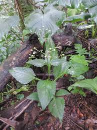 Image result for Adenostemma