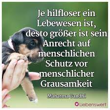 Spruche Fur Tierliebhaber Spruche Tiere Zitate Tiere Spruche Tierliebe