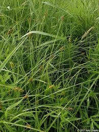 Image result for Carex mannii