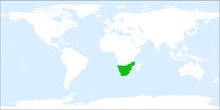 Image result for Eulophia hereroensis