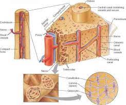 Pin On Anatomy And Physiology