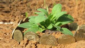 Bury Pennies Around Your Plant And This Will Happen Garden Remedies Organic Vegetable Garden Organic Gardening Tips