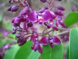 Image result for Securidaca welwitschii