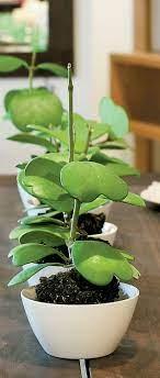 Flower Garden News Easy Branches Hoya Plants Plants Planting Succulents