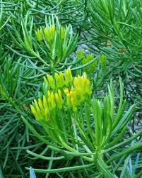 Image result for Senecio forbesii