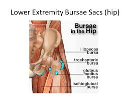 Three forces (upper part of figure below) 1) tension t 1 2) tension t 2 3) tension t 3 Lower Body Anatomy Anatomy Drawing Diagram
