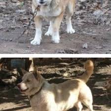 Pdf Some Morphological Traits Of The Zagar Erect Ear Dog In Turkey