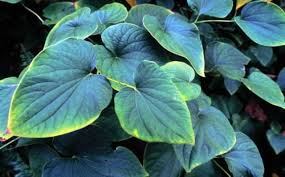 Supplements inadequately regulated, making them risky to users