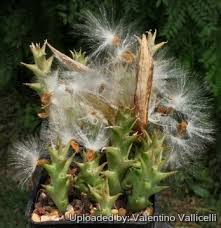 Image result for Orbea caudata
