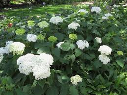 Shrubs can fill your garden with bright flowers and beautiful foliage. Shrubs For Shade Phelan Gardens