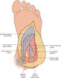 Its homolog in the arm is the abductor digiti minimi muscle in the hand. Tumor In The Foot Oncohema Key