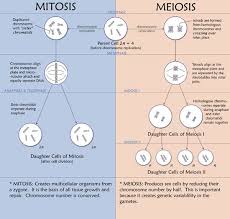 Meiosis Versus Mitosis This Chart Brings Back Bio Class Nightmares Lol Biology Cells Nursing Biology Lessons Biology Classroom Mitosis