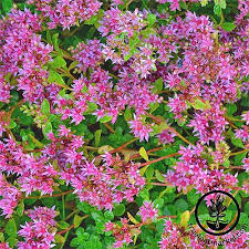 Cacti are mostly not frost tolerant. 11 Best Easy Care Exotic Succulents To Grow At Home Gardener S Path