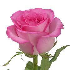 Pin On Rosas Nstursled