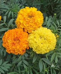 Image result for tagetes)