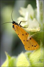 Image result for Setina roscida