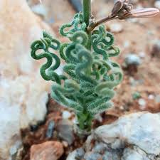 Image result for Trachyandra saltii