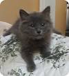 Long Hair Siberian Russian Blue Cat