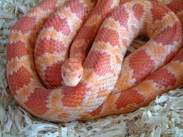 Simon Fung Available Corn Snakes Corn Snake Snake Pretty Snakes