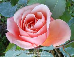 Image result for Margaretta rosea