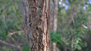 Image result for Melaleuca hypericifolia
