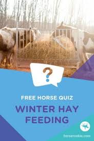 Maybe you would like to learn more about one of these? 15 Horse Quizzes Ideas In 2021 Horse Quizzes Horses Free Horses