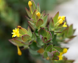 Image result for Gnidia goetzeana