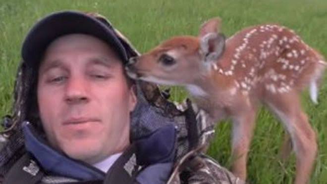 Video: Baby deer won't leave man who rescued it