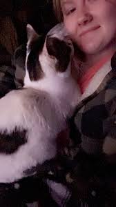 Lost cat in Roseville, Ohio named Dog?