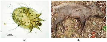 Image result for Sarcoptes scabiei