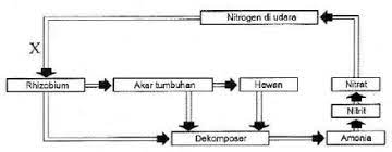 Perhatikan skema daur nitrogen berikut proses x pada skema tersebut adalah a from science 103 at oxford university Https Roboguru Ruangguru Com Question Perhatikan Skema Daur Nitrogen Berikut Ini Proses X Pada Skema Tersebut Adalah Qu Roboguru 13830