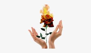 Check spelling or type a new query. Fire Rose Aesthetic Hand Transparent Png 400x400 Free Download On Nicepng