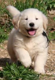 Join millions of people using oodle to find puppies for adoption, dog and puppy listings, and other pets adoption. Fluffy White Golden Retriever Off 62 Www Usushimd Com