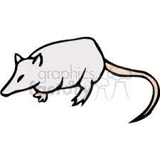 Oppossum Possum Possums Opposums Rodent Rodents Animals Bab0204 Gif Possum Animals Rodents