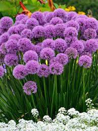 Allium Millenium Bluestone Perennials Purple Flowers Garden Beautiful Flowers Garden Flower Garden Design