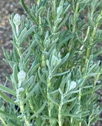 Image result for Lavandula dentata