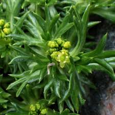 Image result for Pimpinella trifurcata