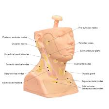 Image result for Neck Exam