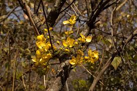 Image result for Senna singueana